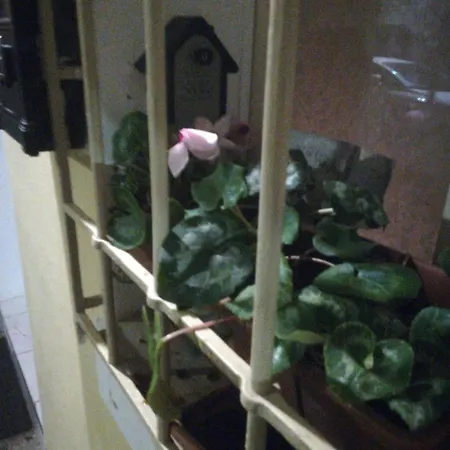 Couette-café Il Vecchio Portico